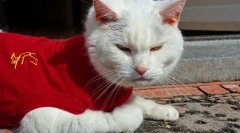 Pisica după sterilizare, de îngrijire ce să facă